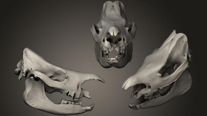 Anatomy of skeletons and skulls (ANTM_0240) 3D model for CNC machine